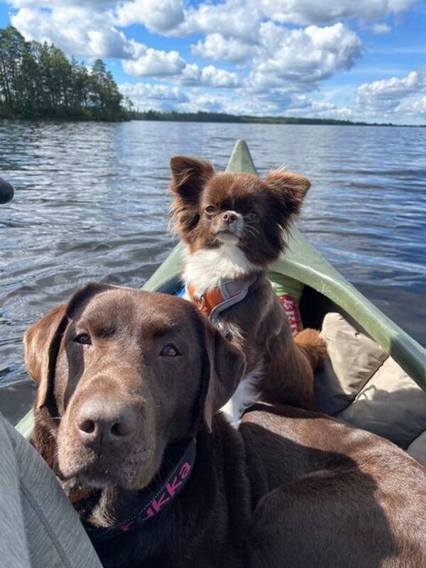 Hund - Chihuahua rtan