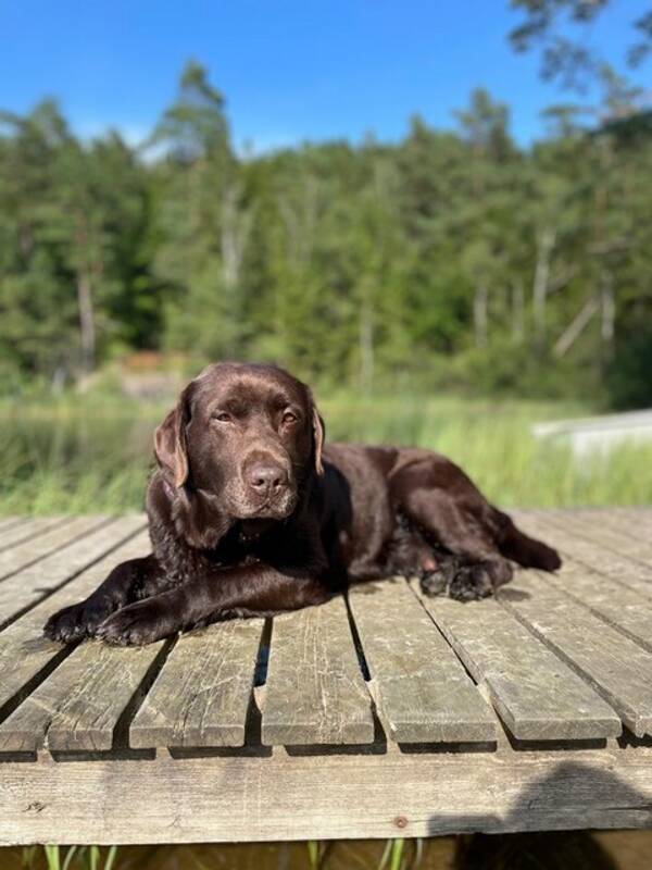 Hund - Labrador glimma 