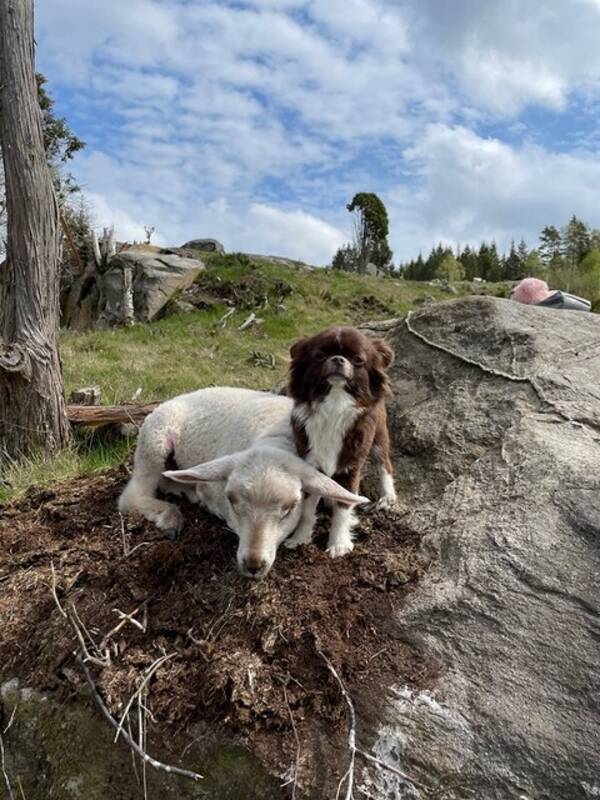 Hund - Chihuahua rtan