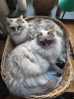 charlie och lucy