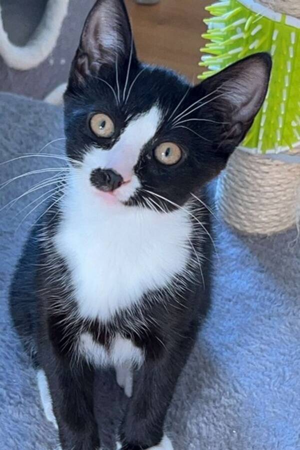 Katt