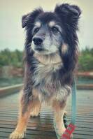 Powder puff/bordercollie - Smilla
