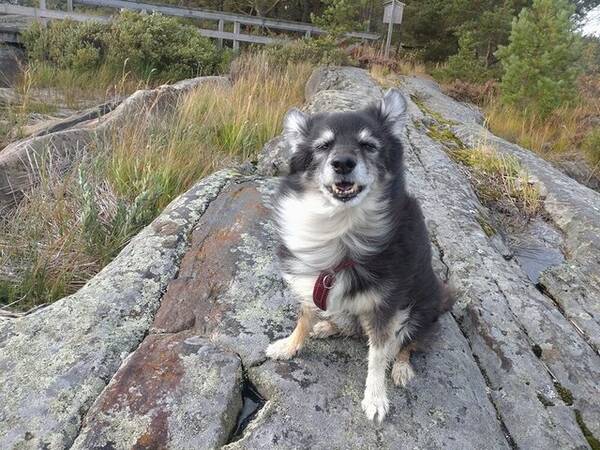 Hund - Powder puff/bordercollie - Smilla