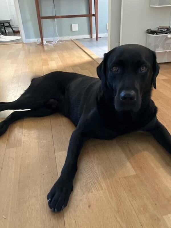 Hund - Labradoren Timo
