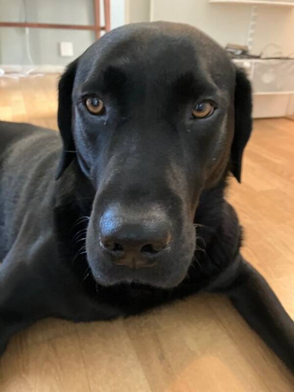 Hund - Labradoren Timo