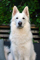 Nero, lnghrig vit herdehund