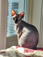 Katt Mia