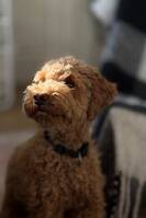 Labradoodlen Nayvee Labradoodlen Nayvee