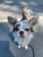 Chihuahua 