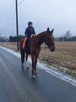 Hest
