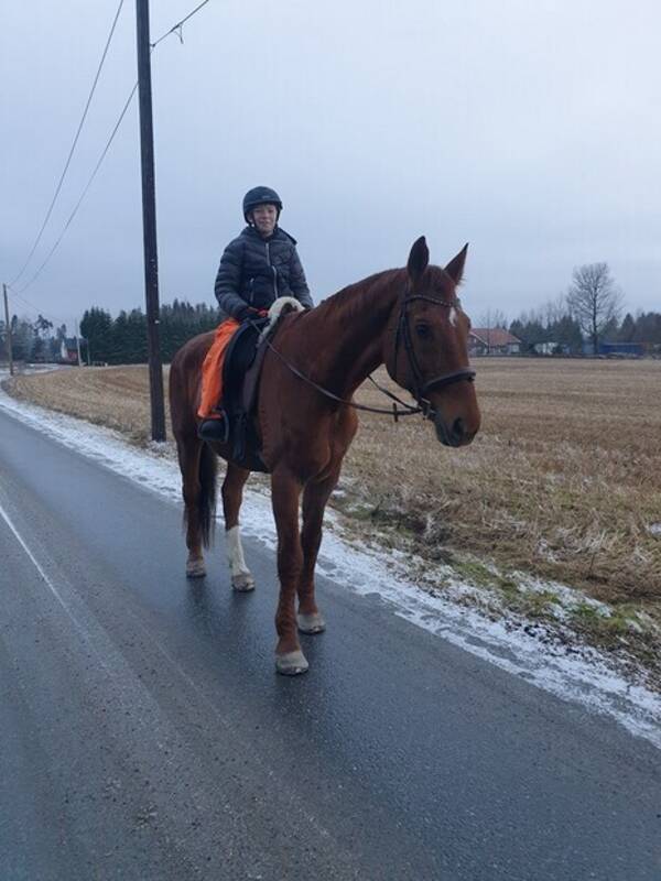 Annet - Hest