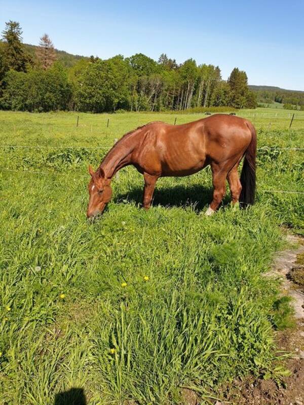 Annet - Hest