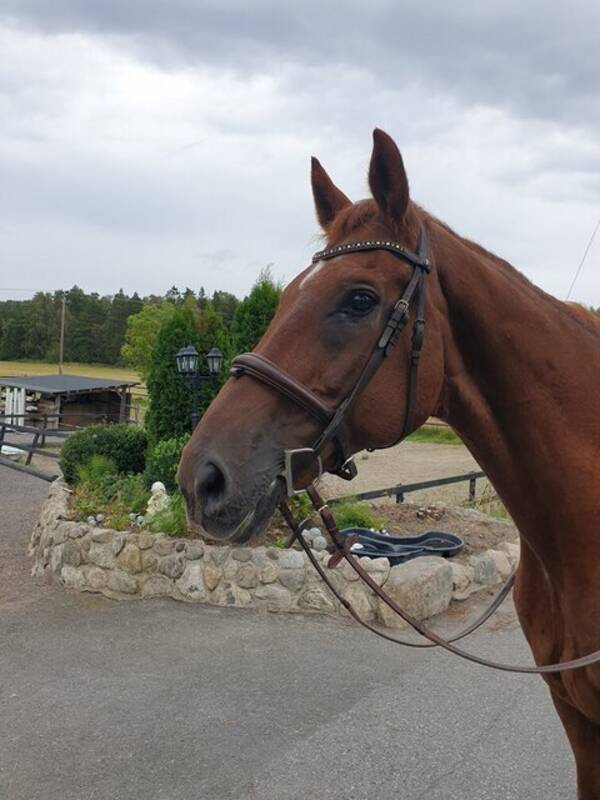 Annet - Hest Annet - Hest