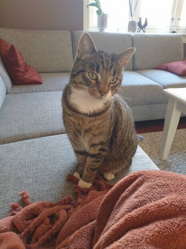 Katt - Ktt Katt - Ktt