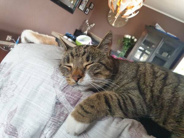 Katt - Ktt
