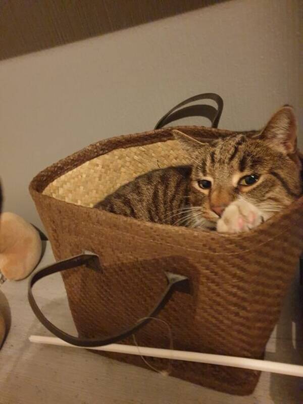 Katt - Ktt