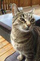 Katt