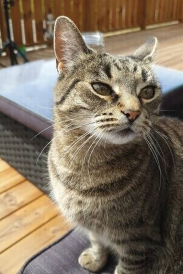 Katt - Katt Katt - Katt