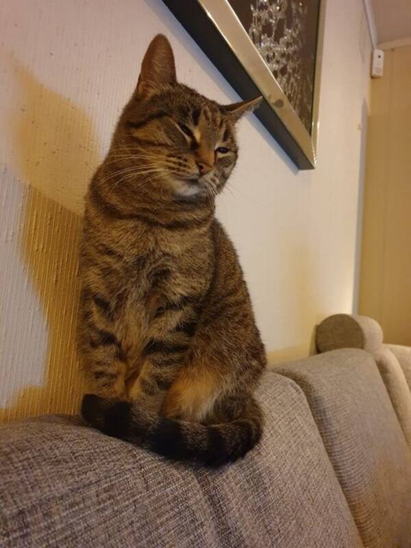 Katt - Katt