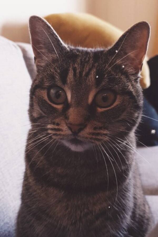 Katt - Katt
