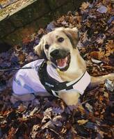 Golden Retriever + German Shepherd mix Golden Retriever + German Shepherd mix