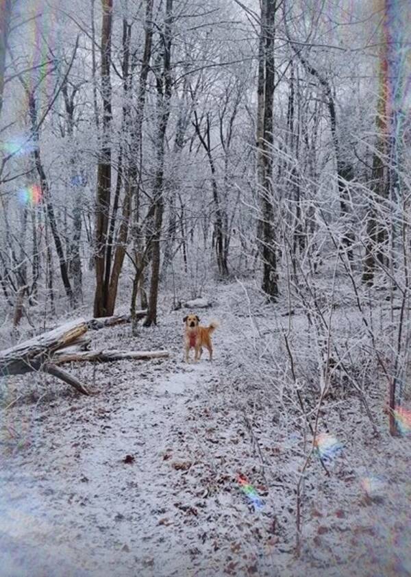 Hund - Golden Retriever + German Shepherd mix
