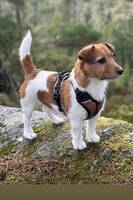 Jack Russel Phifee