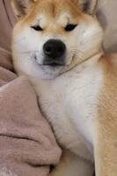 Chibi the Shiba