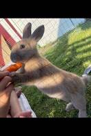 Kaninen plopp Kaninen plopp