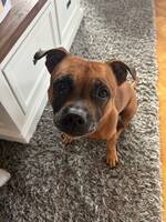 Staffordshire bull terrier