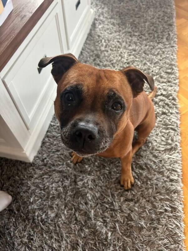 Hund - Staffordshire bull terrier Hund - Staffordshire bull terrier