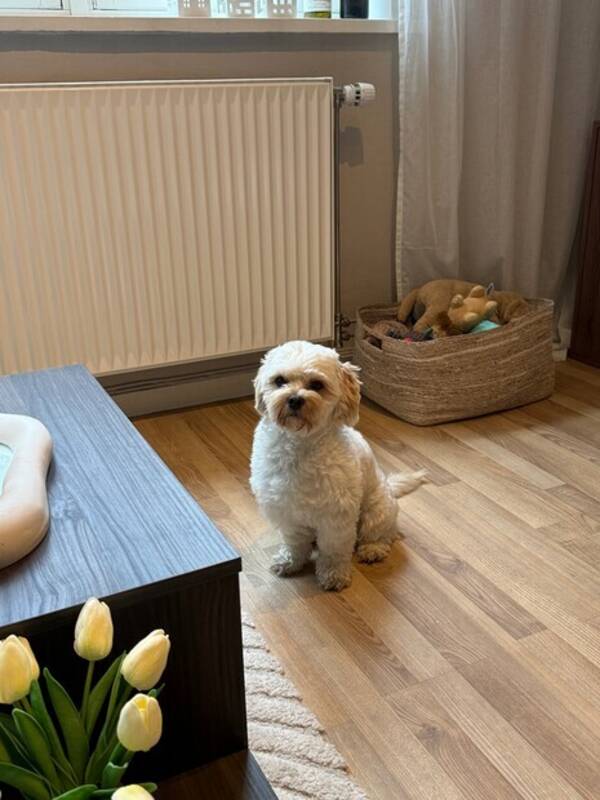 Hund - Maltipoo