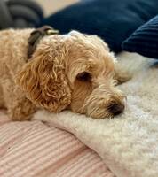 Cockapoo: Ester Cockapoo: Ester