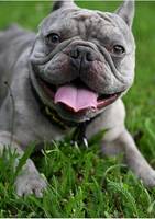 Lennon Fransk Bulldog  Lennon Fransk Bulldog