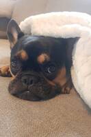 Franska bulldogen Betty Boop