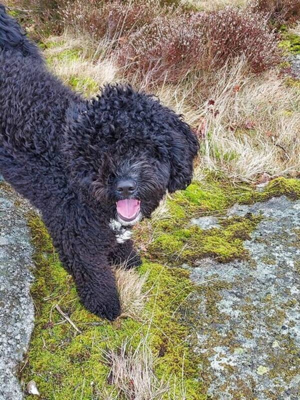 Hund - Julle