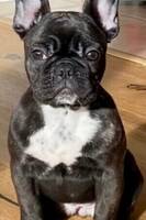 Stella. Fransk gullig bulldog 3 r