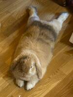 Fenix minilop Fenix minilop