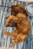 Cockerpoo Lava