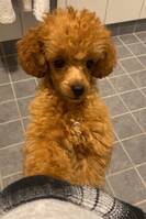 Toy pudeln Bruno Toy pudeln Bruno