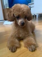 Toy Pudel  Toy Pudel