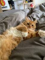 Bondkatt 