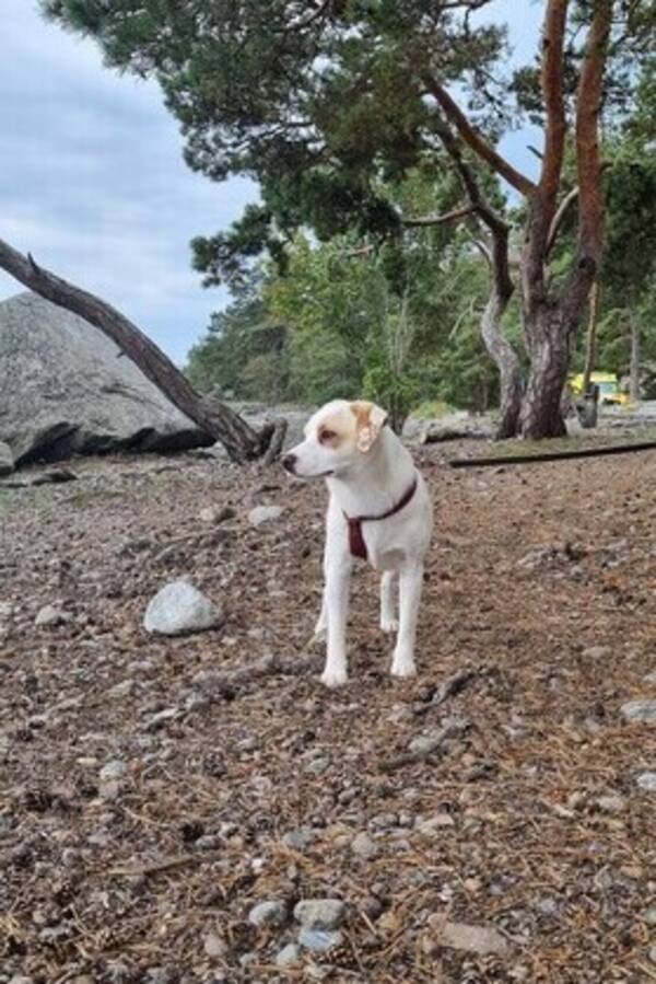 Hund -  En  p en miljon;  en MILLE