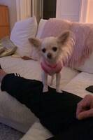 Cindy, Chihuahua vit långhårig