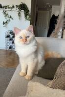 Katten Julius Katten Julius