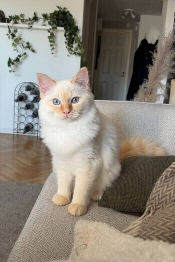 Katt - Katten Julius