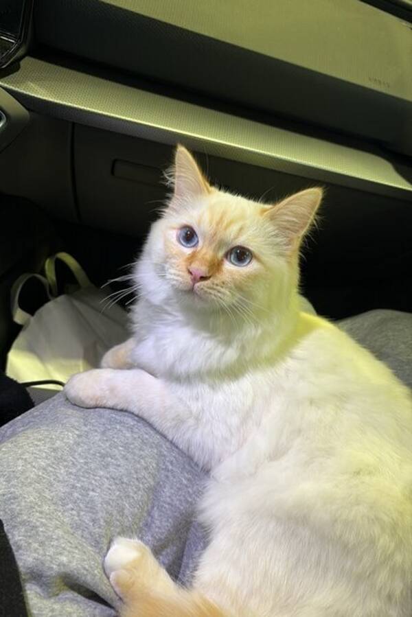 Katt - Katten Julius
