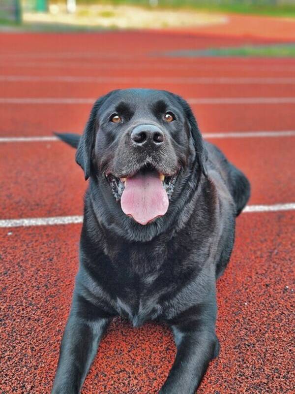 Hund - Dino