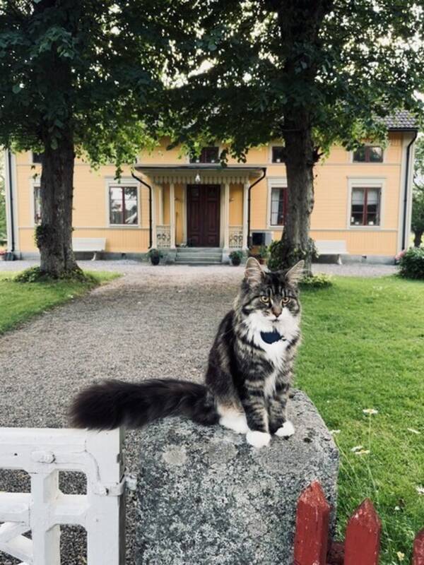 Katt - Katten Frallan