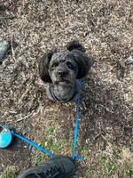 Tibblapoo blandras Sixten Tibblapoo blandras Sixten